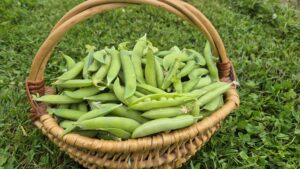 petit pois de notre potager